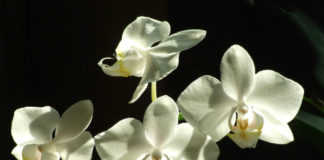orchidea