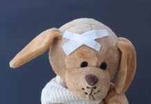 teddy