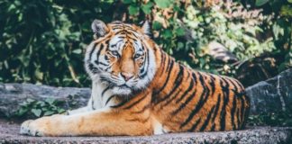 tigris-768x433