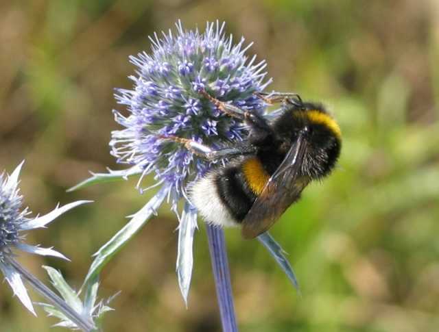 földi poszméh (Bombus terrestris)